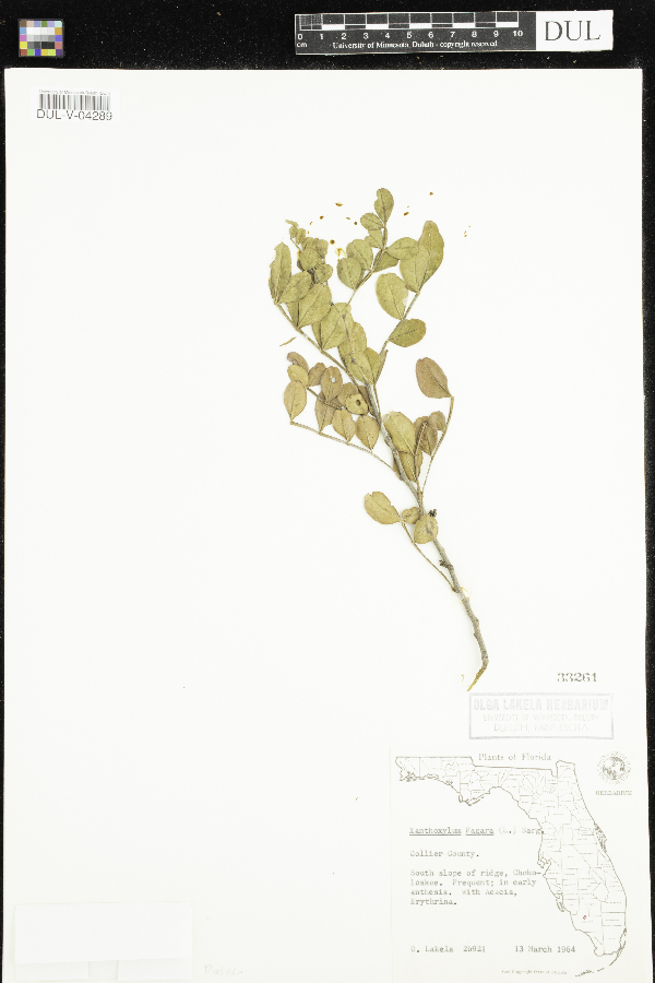 Zanthoxylum fagara image