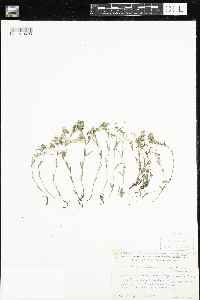 Houstonia longifolia image