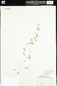 Image of Galium uliginosum