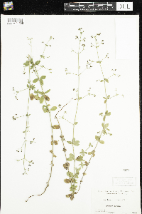 Image of Galium pilosum
