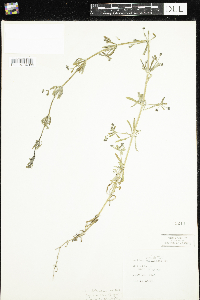 Image of Galium occidentale
