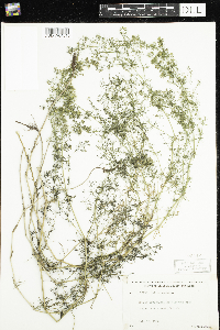 Image of Galium verum