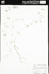 Galium trifidum image