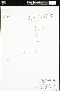 Galium trifidum image