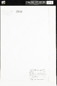 Galium trifidum image