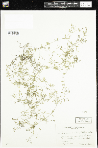Galium trifidum image