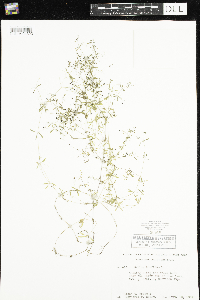 Galium trifidum image