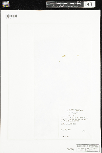 Galium trifidum image