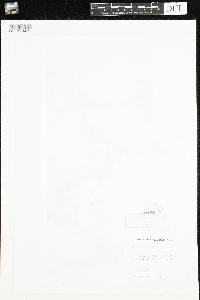 Galium trifidum image