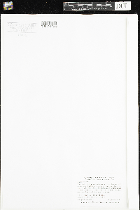 Galium trifidum image