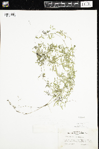 Galium trifidum image