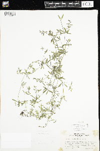 Galium trifidum image