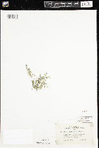 Galium trifidum subsp. trifidum image