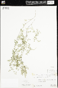 Galium trifidum image