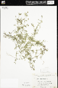 Galium trifidum image