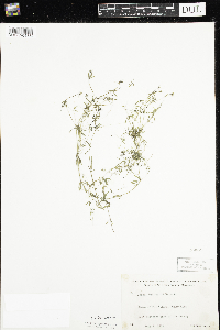 Galium trifidum image