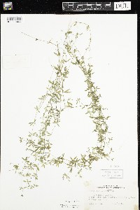 Galium trifidum image