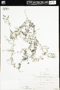 Galium trifidum image