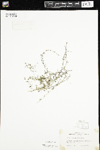 Galium trifidum image