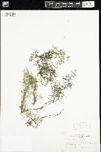 Galium trifidum image