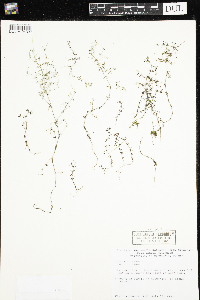 Galium trifidum subsp. trifidum image
