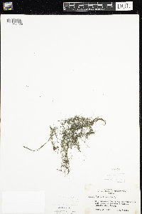 Galium trifidum subsp. trifidum image