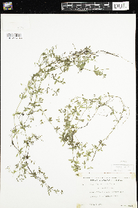 Media resource of Galium tinctorium