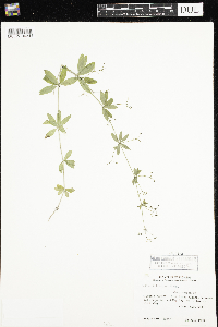 Galium triflorum image