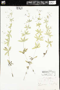 Galium triflorum image