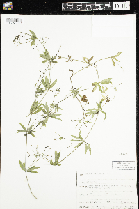 Galium triflorum image
