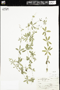 Galium triflorum image