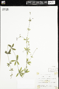 Galium triflorum image