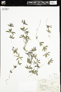 Galium triflorum image