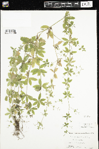 Galium triflorum image