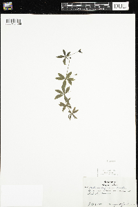 Galium triflorum image