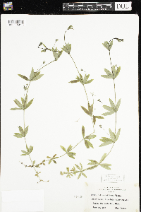 Galium triflorum image