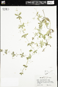 Galium triflorum image