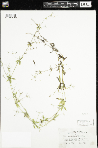 Galium triflorum image