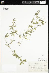 Galium triflorum image