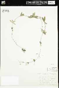 Galium triflorum image