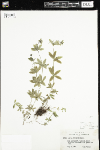Galium triflorum image
