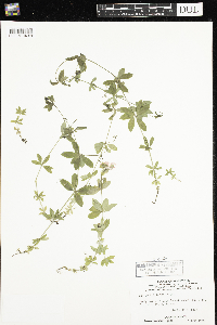 Galium triflorum image