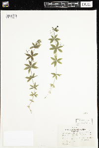 Galium triflorum image