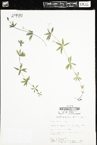 Galium triflorum image