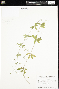 Galium triflorum image