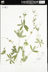 Galium triflorum image