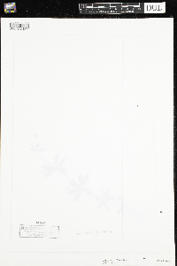 Galium triflorum image