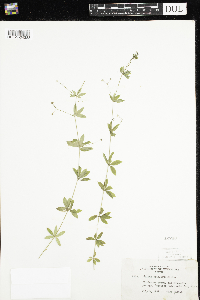 Galium triflorum image