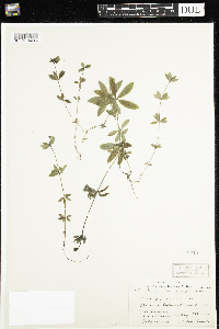 Galium triflorum image