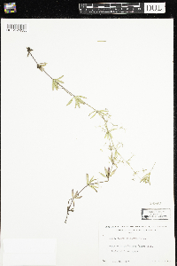 Galium triflorum image